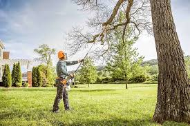 Best Tree Cabling and Bracing  in Oakland, MD